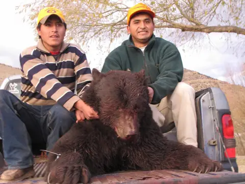 The black bear in the truck