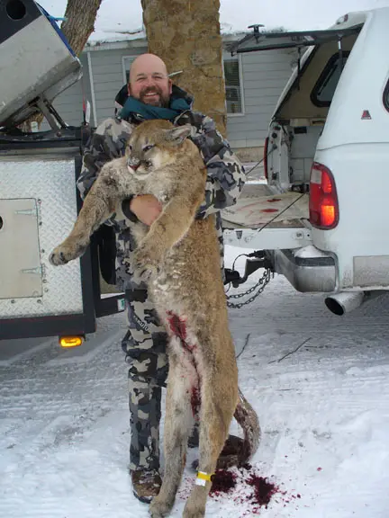 2016 Mountain Lion