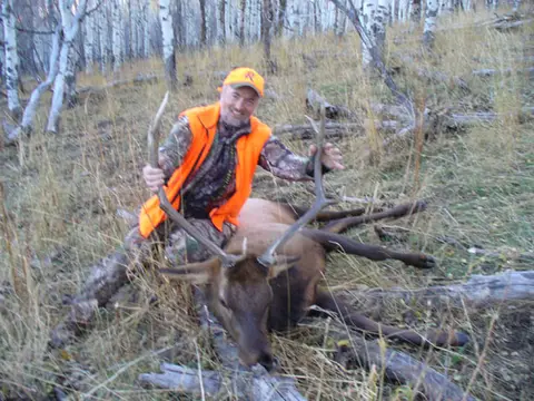 Hunter in blaze orange with a bull elk in the aspens