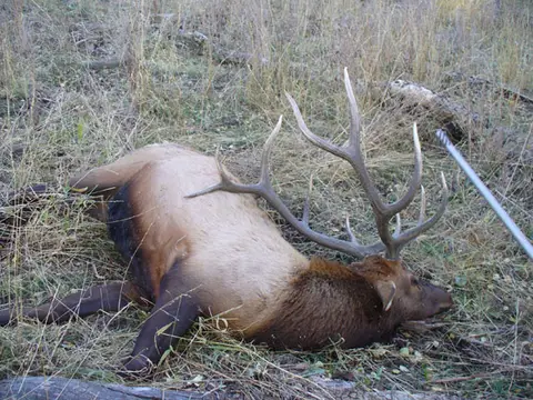 Bull elk down in the grass