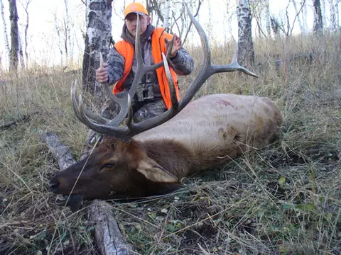 Hunter in blaze orange with a bull elk