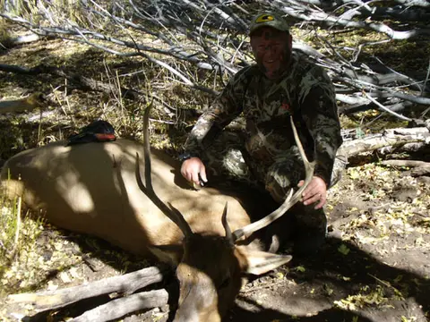 Hunter with a bull elk among fallen timber