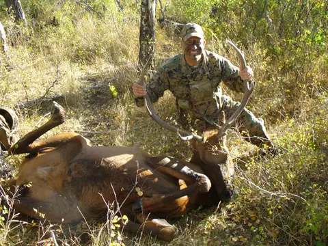Hunter with a bull elk in the oak brush