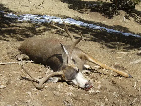Mule deer buck on the ranch
