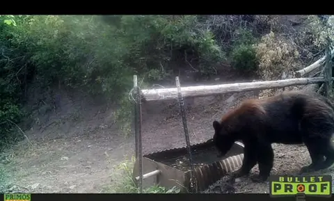 Black bear on a trail camera