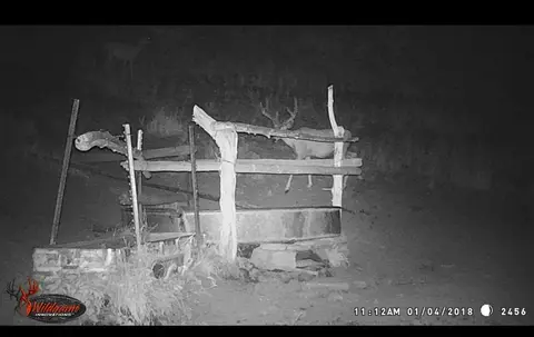 Trail camera photo at night