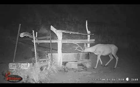 Mule deer on a trail camera at night