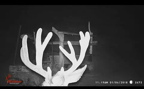 Bull elk antlers on a trail camera at night