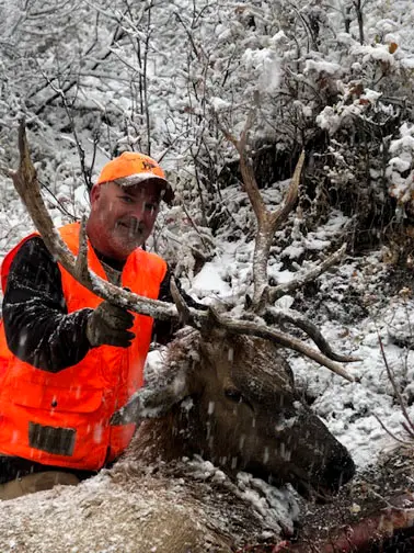 Hunter in blaze orange with a bull elk in the snow