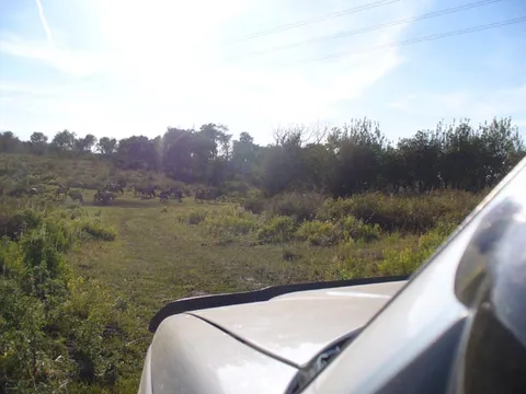 Elk Crossing