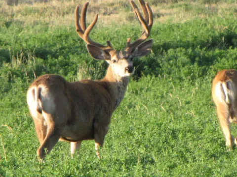11 Point