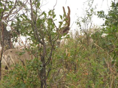 Peek-A-Buck!