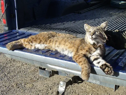 Beautiful Bobcat