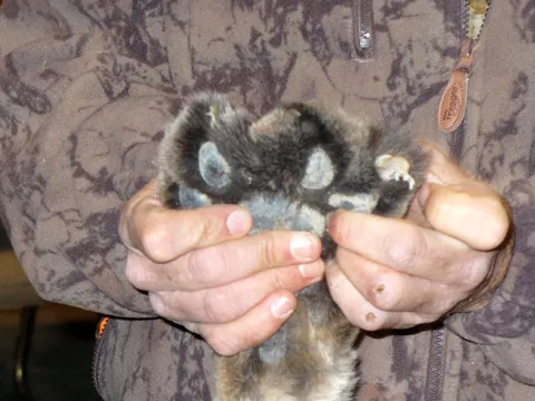 That Lion has a heck of a paw size