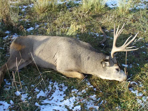 Good Mulie Buck
