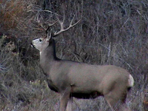 Good Ranch Buck