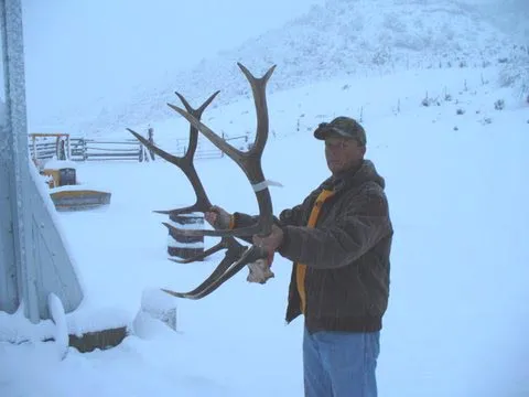 Archive bull: 06elksnowantlers