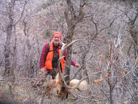 Archive bull: Bull Elk