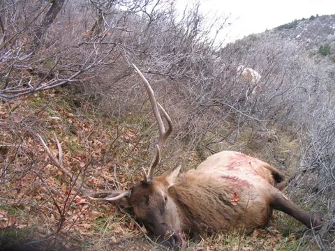 Archive bull: Bull Elk Down
